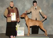 April 2008 show Group 1 Hound